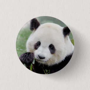 Button Foto Riesenpanda , Tiere 0039.