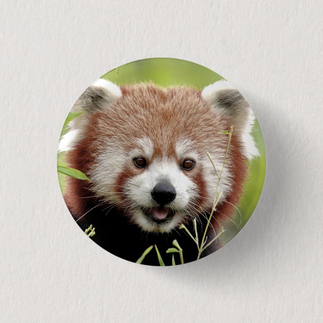 Button Foto Rote Panda , Tiere 0049. (Vorderseite)