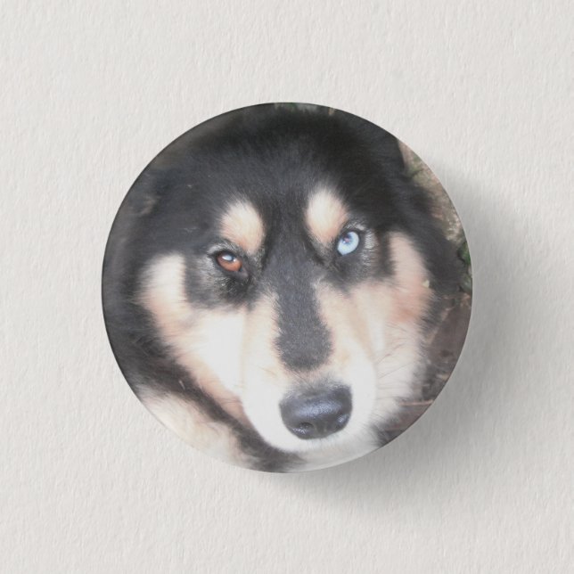 Button Husky One Blue Eye One Brown Eye (Vorderseite)