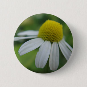 Button-Kamillenblüte Button