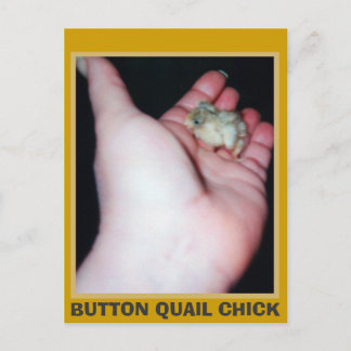 BUTTON QUAIL CHICK POSTKARTE