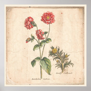 Buttons für antikes Botanisches Plakat