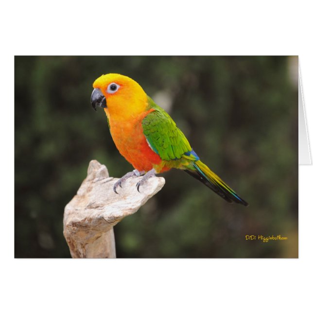 Buttons I (Vorderseite (Horizontal))