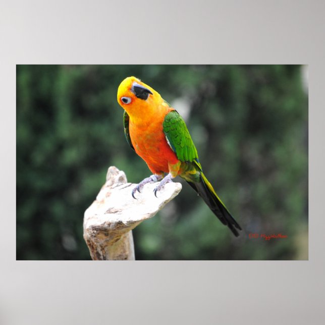 Buttons II Poster (Vorne)