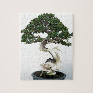 Buttonwood-Bonsais-Baum