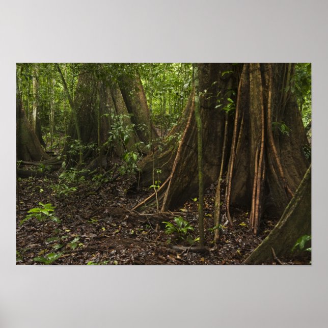 Buttress Roots. Rainforest, Mapari Rupununi, Poster (Vorne)