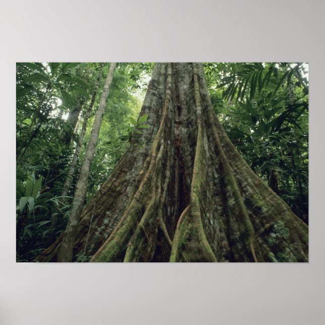 Buttressed tree in rainforest, Corcovado Poster (Vorne)