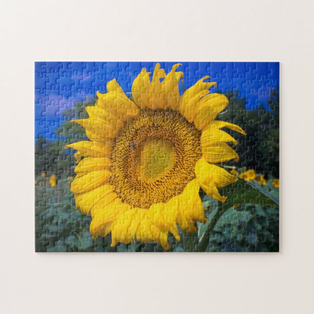 Buzz the Bee in Sunflower (Horizontal)