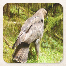 Buzzard auf der Suche nach Grubs Untersetzer