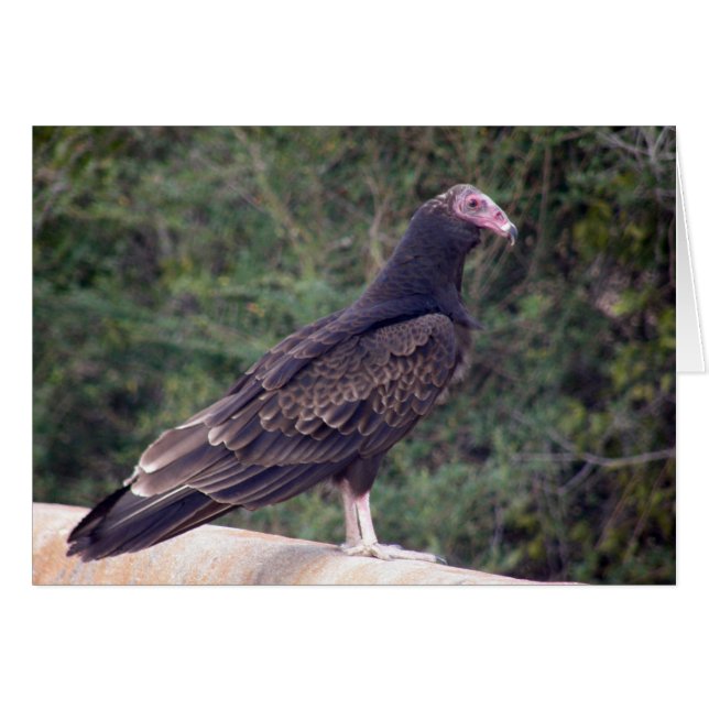 Buzzard - Glad, du bist besser Gefühl (Vorderseite (Horizontal))