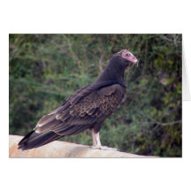 Buzzard - Heureux que vous vous sentiez mieux