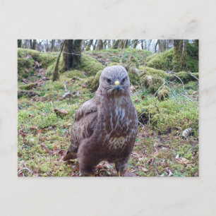 Buzzard mit Höhenlage Feiertagspostkarte