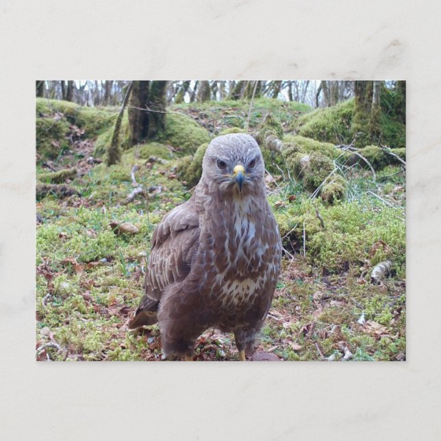 Buzzard mit Höhenlage Feiertagspostkarte (Vorderseite)