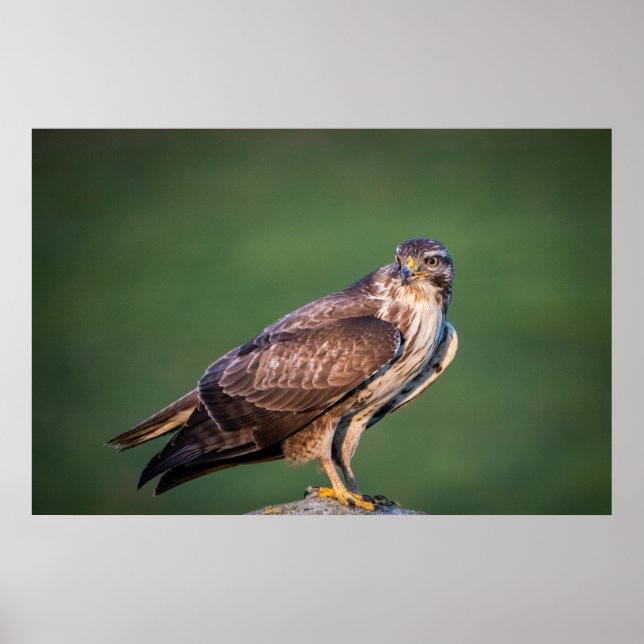 Buzzard Poster (Vorne)