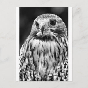 Buzzard Postkarte