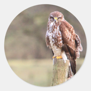 Buzzard Runder Aufkleber