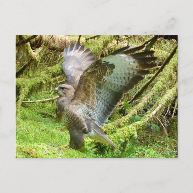 Buzzard Stretching Wings Postkarte (Vorderseite)