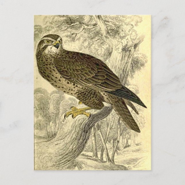 Buzzard:  Vintag Jardines Postkarte (Vorderseite)