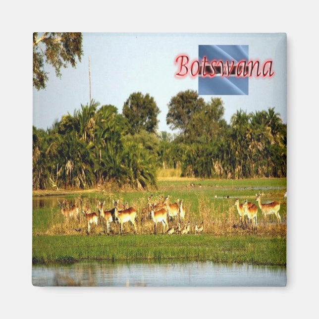 BW009 BOTSWANA, Gruppe der weiblichen Lechwe, Kühl Magnet (Vorne)