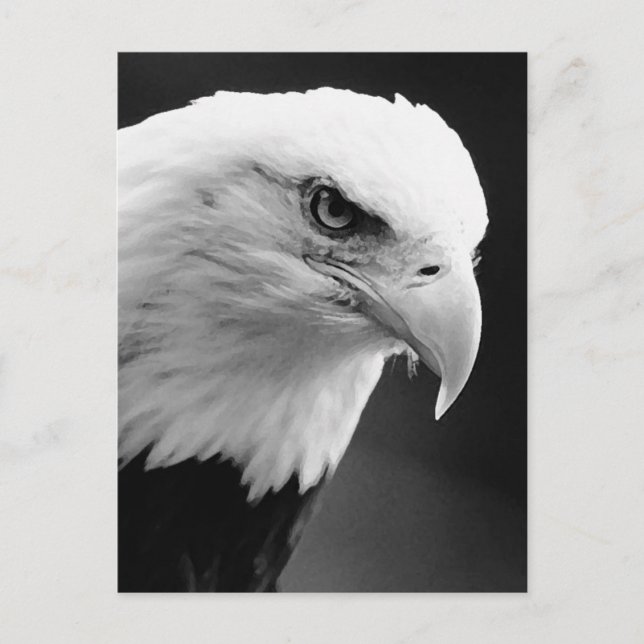 BW Bald Eagle Postkarte (Vorderseite)