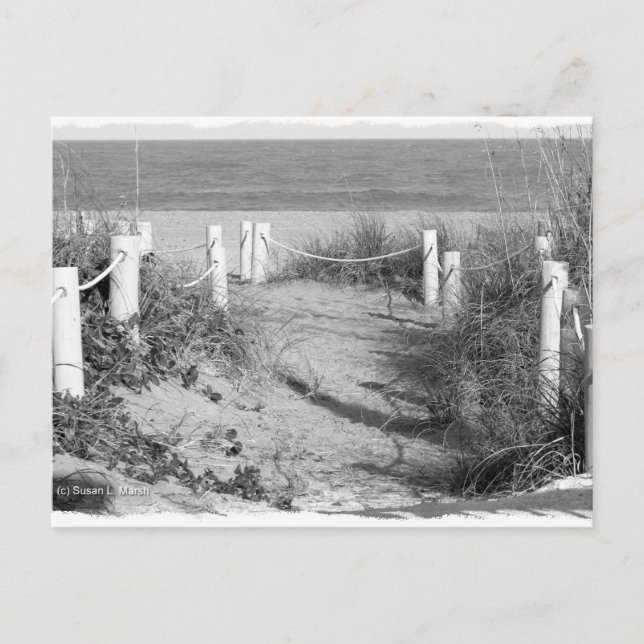 BW Fort Pierce, Florida Strandspaziergang Düne abs Postkarte (Vorderseite)