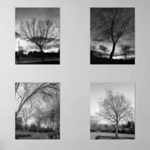 BW-Fotografie von Bäumen