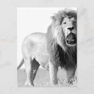 BW Lion Postkarte