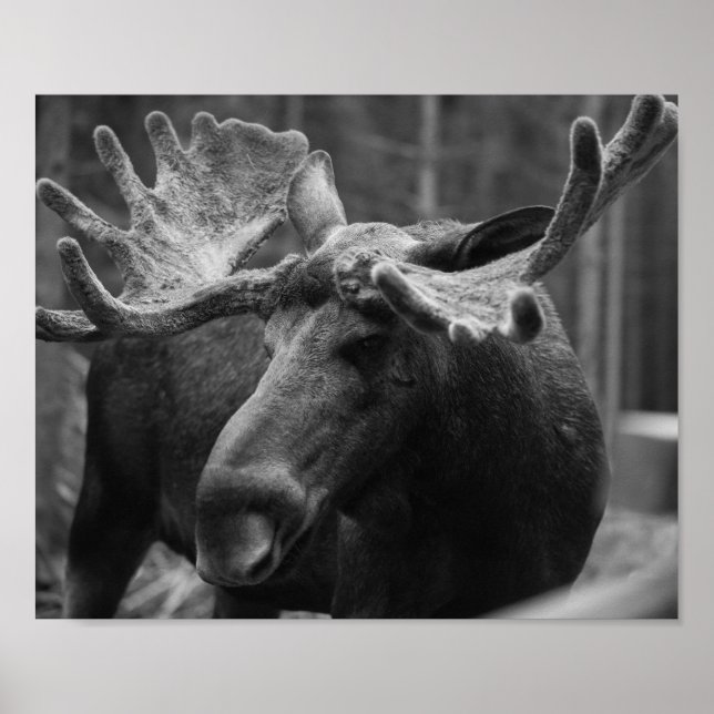 BW Moose Poster (Vorne)