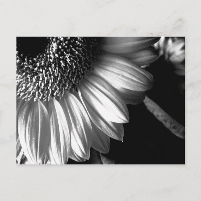 Bw-Sonnenblume 2 Postkarte (Vorderseite)