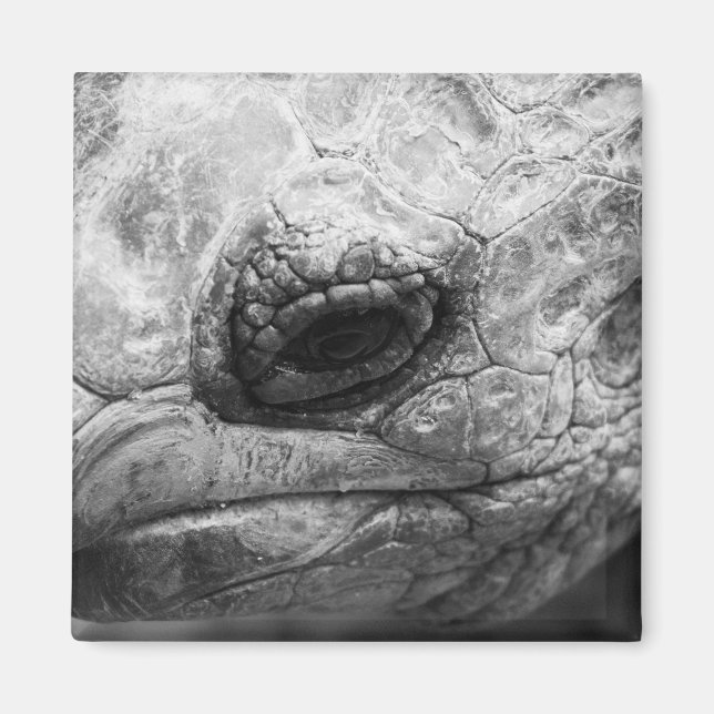 BW Tortoise Magnet (Vorne)