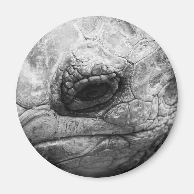 BW Tortoise Magnet (Vorne)