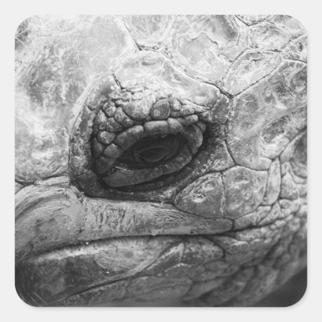 BW Tortoise Quadratischer Aufkleber (Vorderseite)