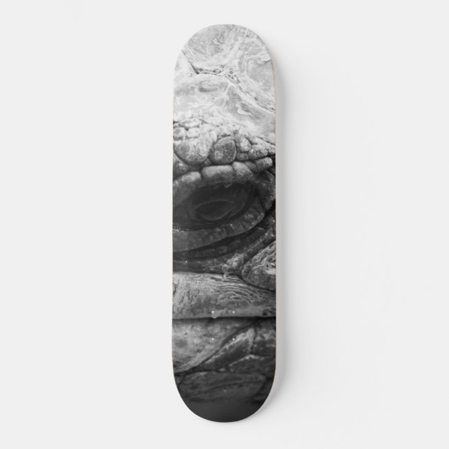 BW Tortoise Skateboard (Vorderseite)