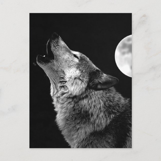 BW Wolf Howling auf dem Mond Postkarte (Vorderseite)