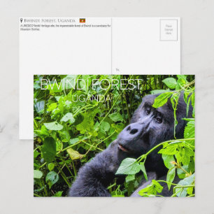 Bwindi-Wald, Uganda Reise-Postkarte Postkarte