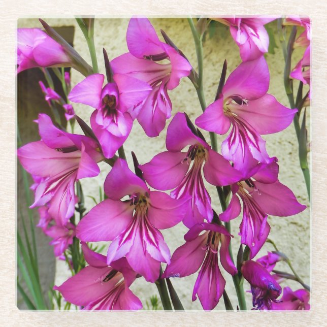 Byzantine Gladiolus Glasuntersetzer (Vorderseite)
