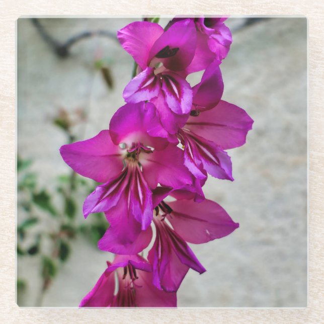 Byzantine Gladiolus Glasuntersetzer (Vorderseite)