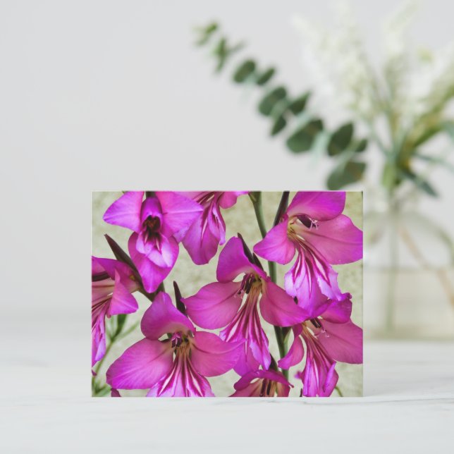 Byzantine Gladiolus Postkarte (Stehend Vorderseite)