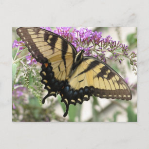 BZ-Frack Schmetterling Postkarte