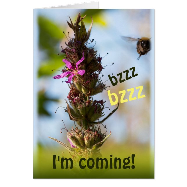 Bzzz je viens ! CC0764 Loosestrife & Bumblebee (Devant)