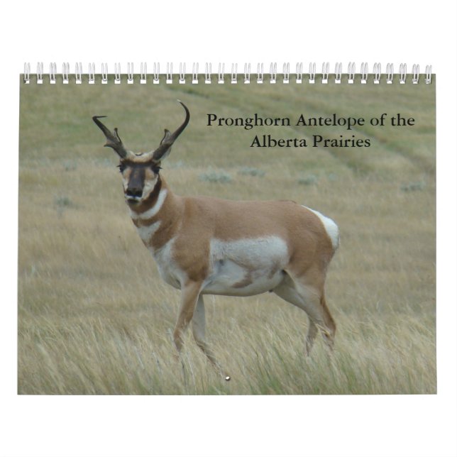 C11 Pronghorn Antelope Calendar Kalender (Titelbild)