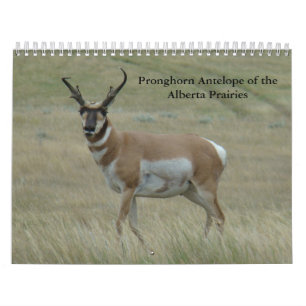 C11 Pronghorn Antelope Calendar Kalender