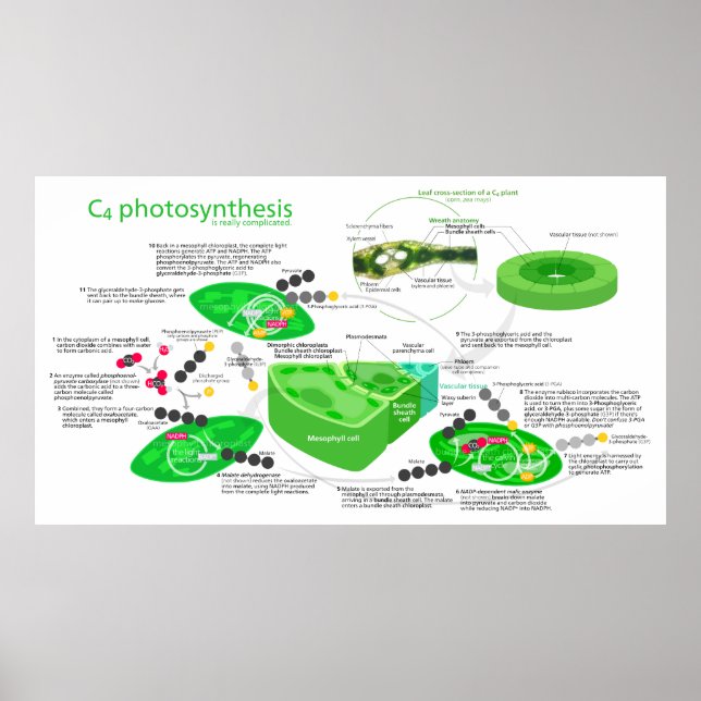 C4 Fotosynthese-Diagramm Poster (Vorne)
