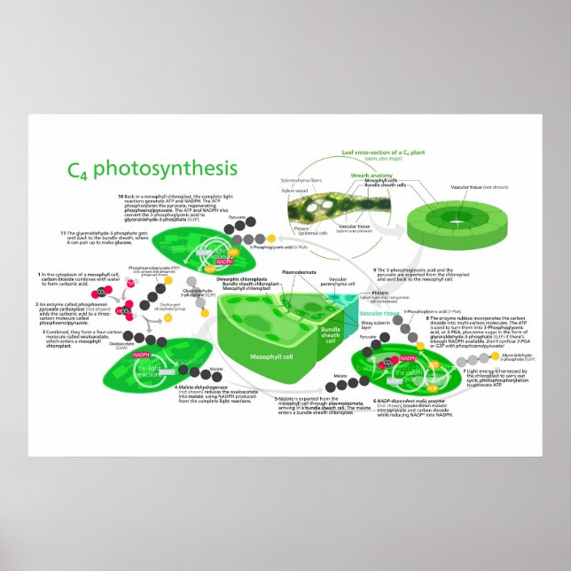 C4 Pflanze der Fotosynthese Poster (Vorne)