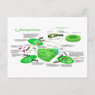 C4 Pflanze der Fotosynthese Postkarte