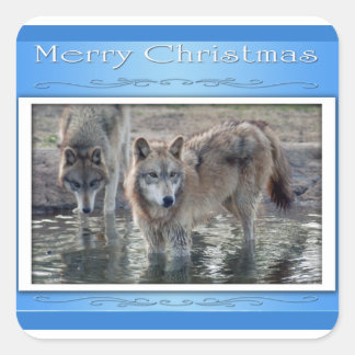 c-2011-grau-wolf-006 quadratischer aufkleber