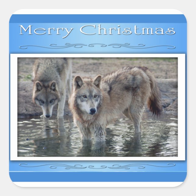 c-2011-grau-wolf-006 quadratischer aufkleber (Vorderseite)