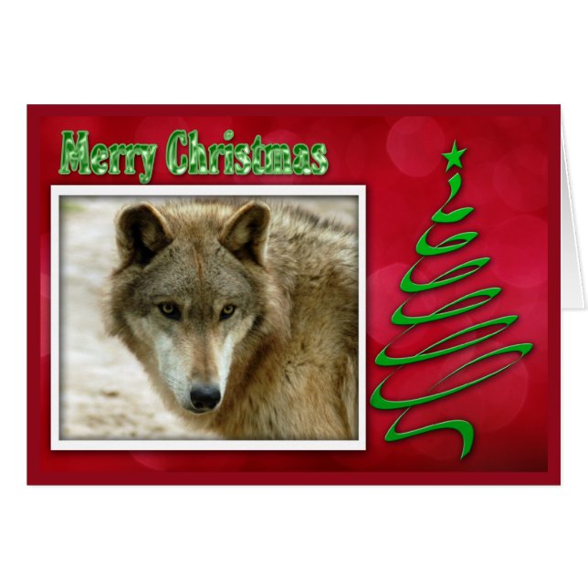 c-2011-grey-wolf-048 (Devant horizontal)