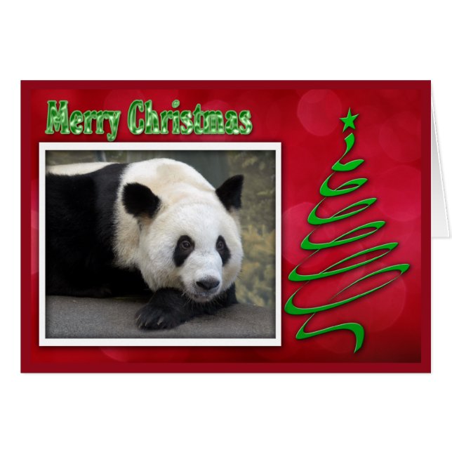 c-2011-panda-0059 (Devant Horizontal)