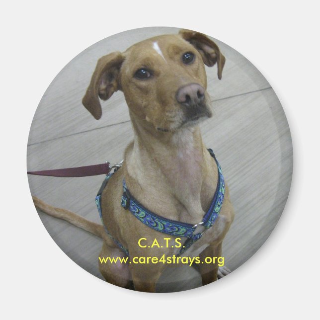 C.A.T.S. Magnet (Vorne)